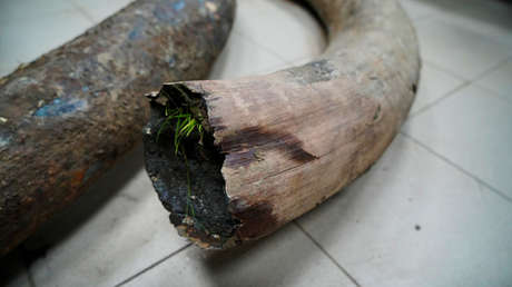 FOTOS: Encuentran colmillos de mamut de cientos de miles de años en Rusia