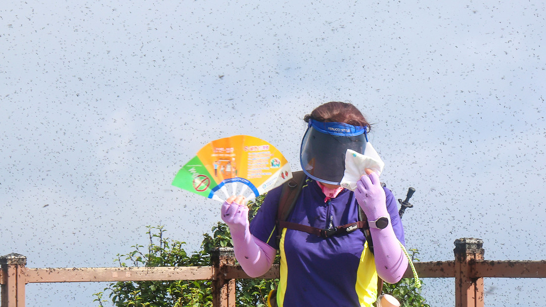 VIDEO: Hordas de 'insectos del amor' han invadido la capital surcoreana