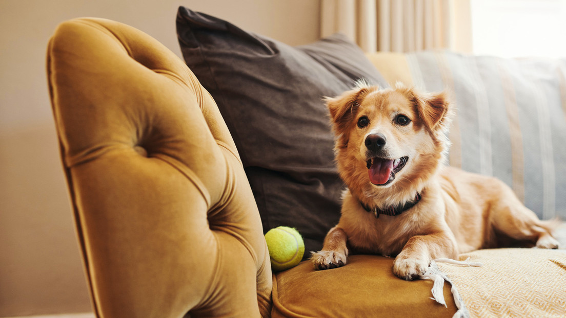 ¿Soledad? Adoptar una mascota podría no ser la solución