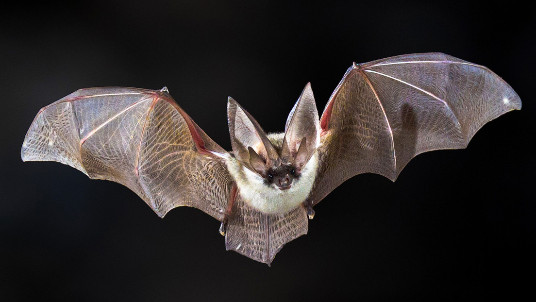 Confirman la muerte de un hombre tras contraer un raro virus de murciélago