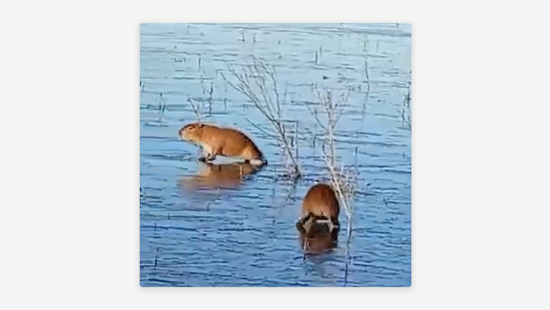 VIDEO: Capibaras quedan atrapados en una laguna argentina congelada por la ola polar