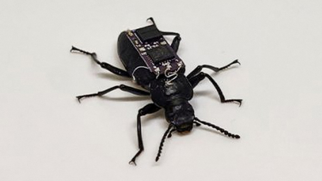 VIDEO: Escarabajos cíborg podrían ayudar en misiones de búsqueda y rescate en catástrofes