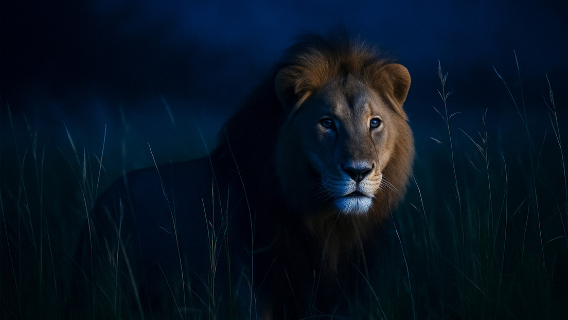 VIDEO: León escapa de jaula y ataca a una persona