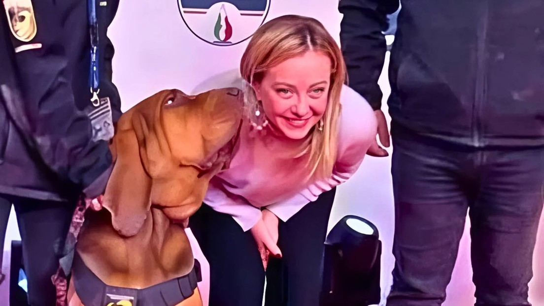 Asesinan en Italia a un heroico sabueso de rescate condecorado por Meloni