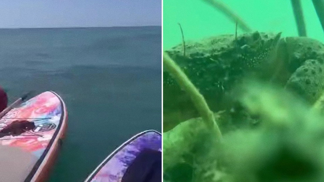 VIDEO: Un iPhone caído al mar termina en las ágiles pinzas de un cangrejo 'bloguero'