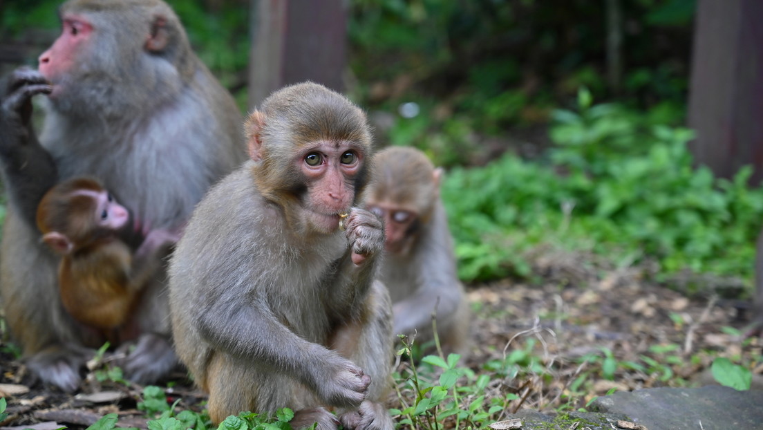 A los monos también les encantan los videos agresivos de TikTok