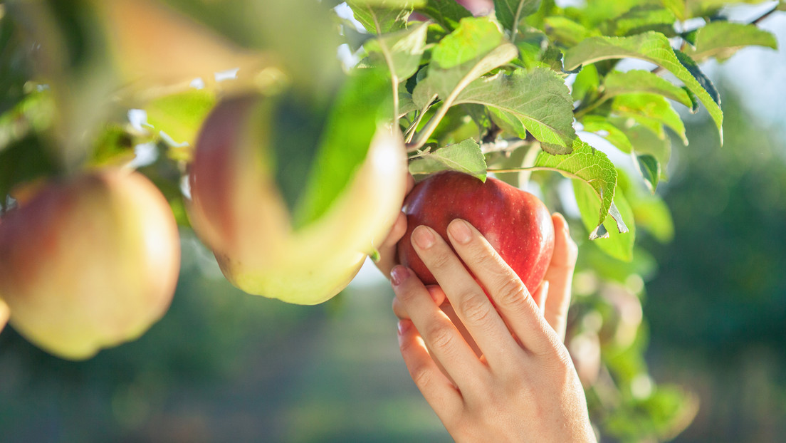 La poderosa fruta que es capaz de proteger el corazón, la digestión y el sistema inmune