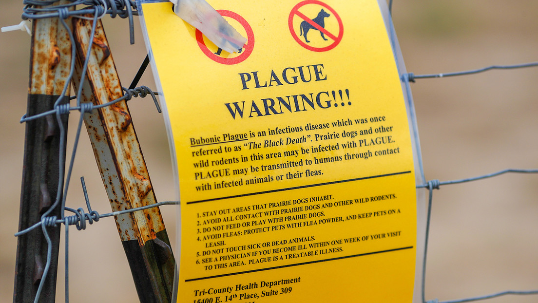 La 'peste negra' deja un muerto en EE.UU.: ¿qué se sabe?