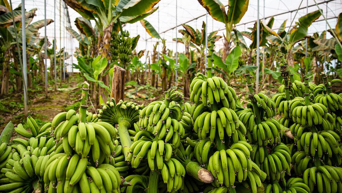 Rusia empieza a cultivar plátanos