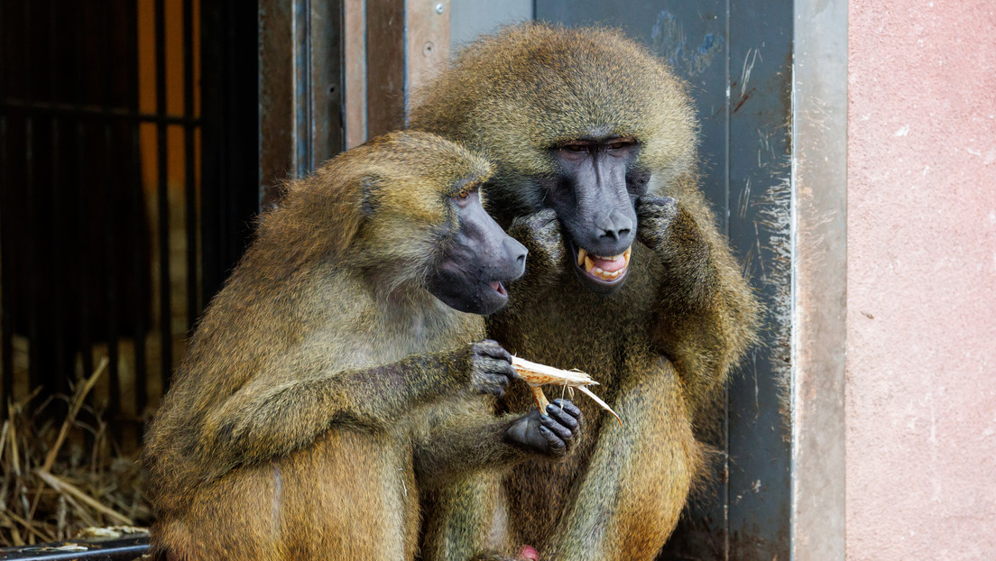 "Transgresión absoluta de límites": Zoológico en Alemania planea sacrificar a grupo de monos sanos