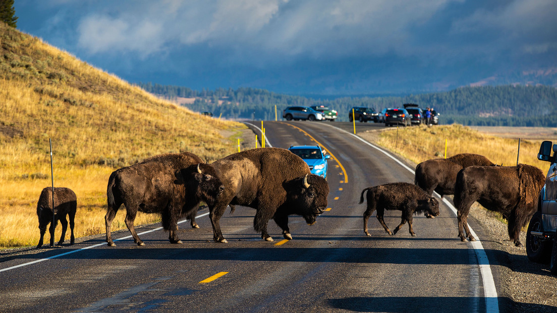 Videos de animales huyendo de Yellowstone desatan rumores de posible erupción: ¿hay que preocuparse?