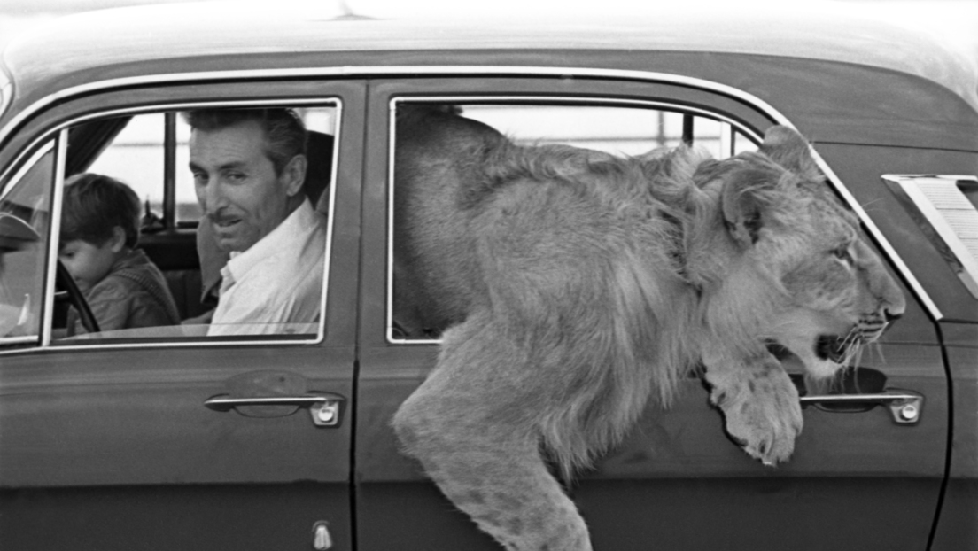 Historia de la familia soviética que crio un león como hijo y que terminó en una tragedia desgarradora