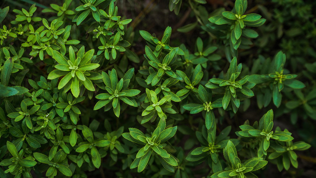 Estevia , imagen ilustrativa