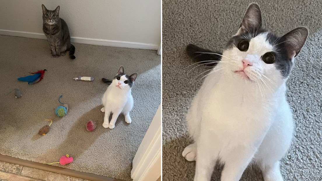 FOTOS: Gatos tratan de 'sobornar' a su dueña para entrar en su dormitorio