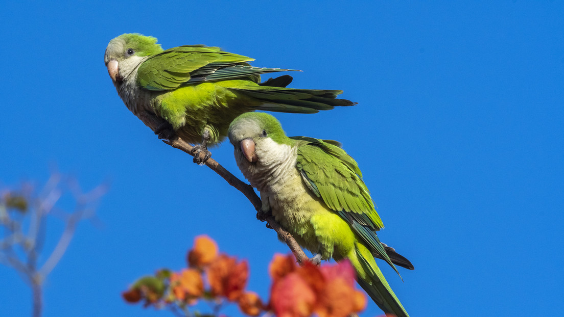 El ave que parece inofensiva pero está causando un desastre en México