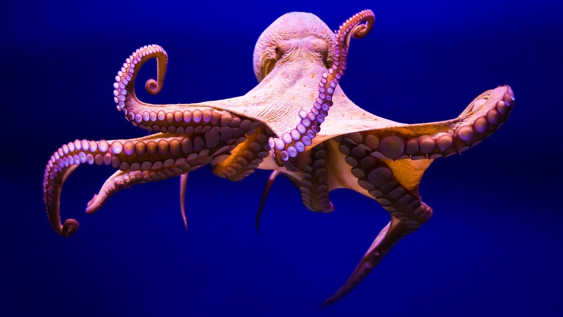 Revelan que los pulpos también caen en esta trampa, al igual que los humanos