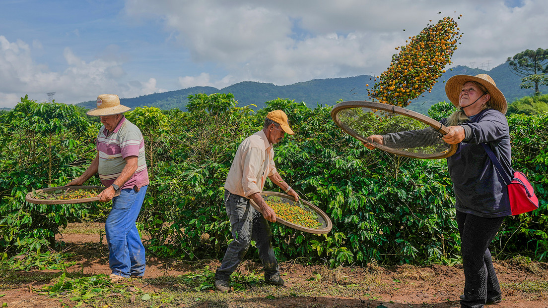 "Impacto masivo": Cafeteros de Brasil advierten a EE.UU. por los aranceles de Trump