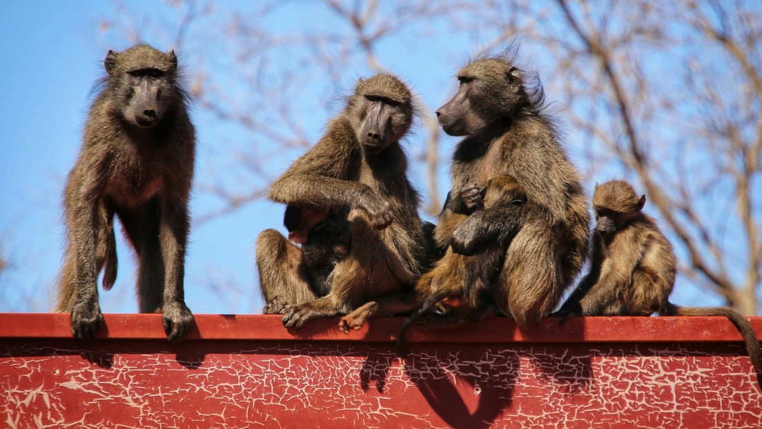 Sacrifican a 12 babuinos sanos en un zoológico de Alemania por falta de espacio