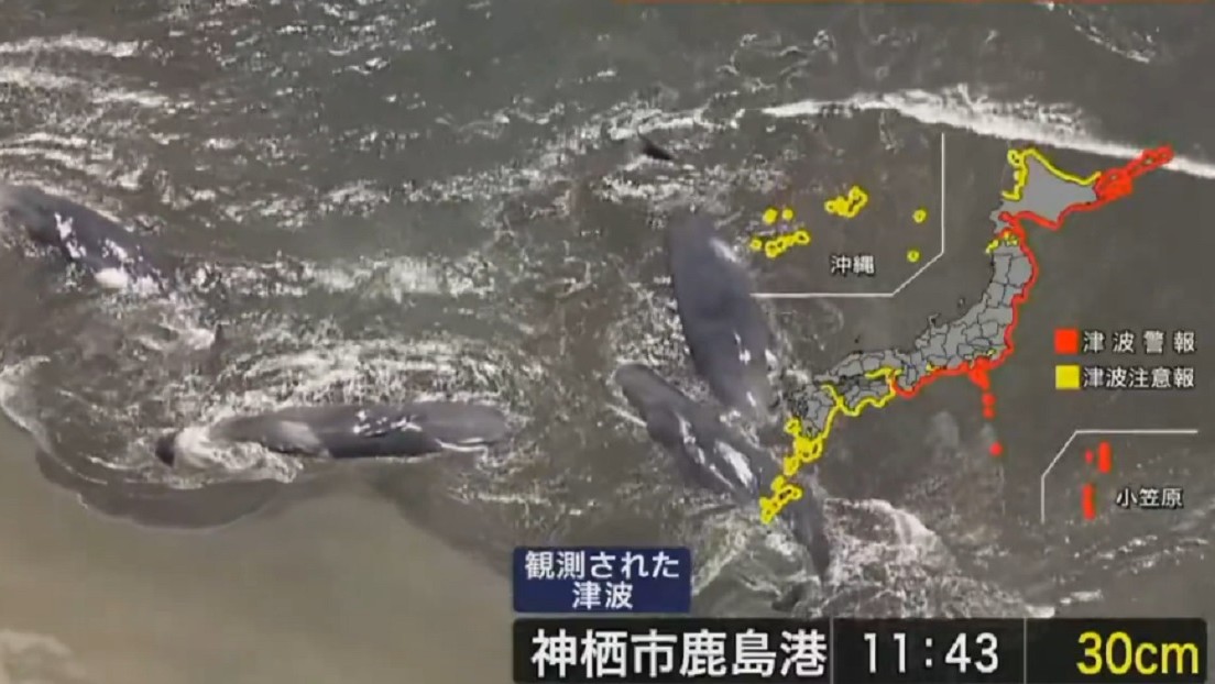 VIDEO: Ballenas varadas en las costas de Japón tras el potente terremoto en el Pacífico