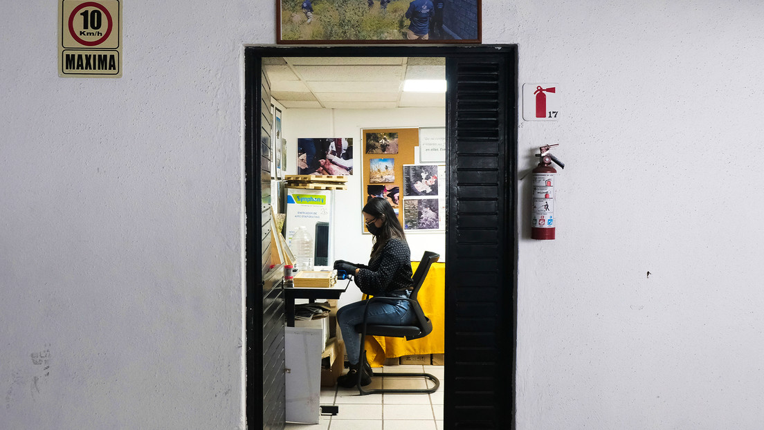 Drones y cerdos con ropa: la estrategia para dar con las fosas clandestinas en México