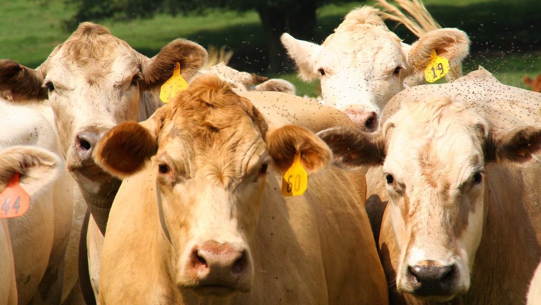 México reporta el primer deceso atribuible al gusano barrenador