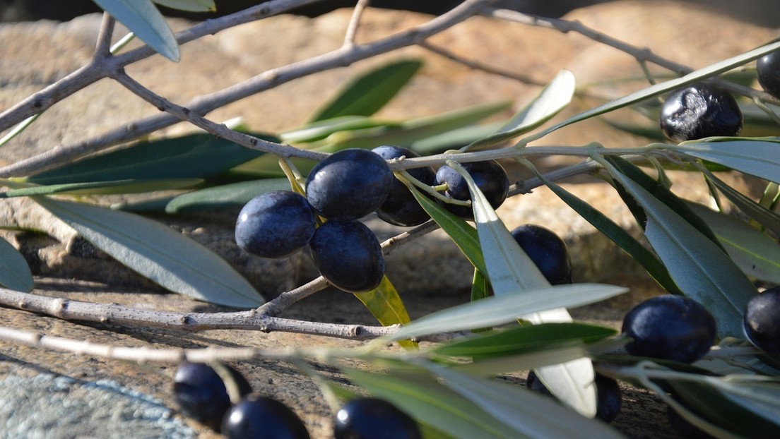 Exportadores españoles de aceitunas negras ven difícil sobrevivir a los nuevos aranceles de EE.UU.