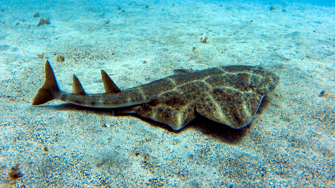 VIDEO: Captan a un tiburón ángel, una rara especie en peligro crítico de extinción