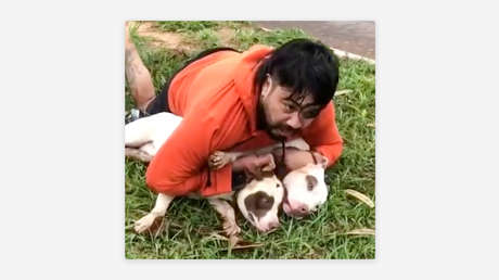 Dos pitbulls atacan a un luchador de artes marciales que logra inmovilizarlos (VIDEO)