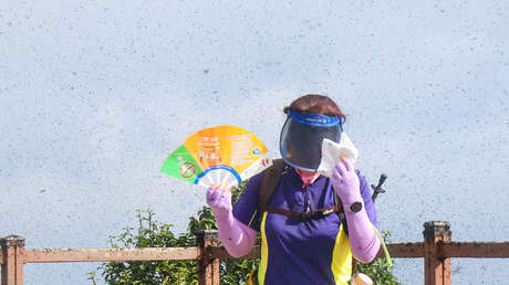 VIDEO: Hordas de 'insectos del amor' han invadido la capital surcoreana