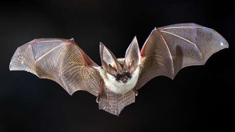 Confirman la muerte de un hombre tras contraer un raro virus de murciélago