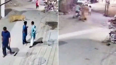 VIDEO: León suelto en las calles de Pakistán desata pánico entre los locales