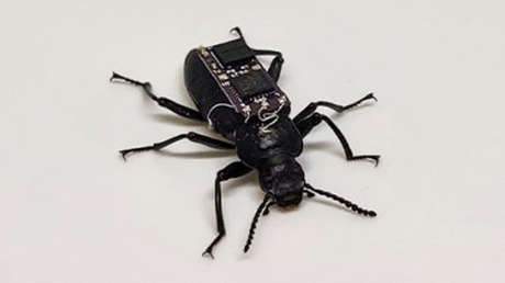 VIDEO: Escarabajos cíborg podrían ayudar en misiones de búsqueda y rescate en catástrofes