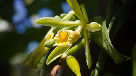 El mundo podría enfrentar una crisis de vainilla