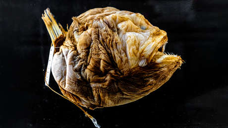 "Cómo puedes reproducirte cuando estás solo en un kilómetro cúbico"