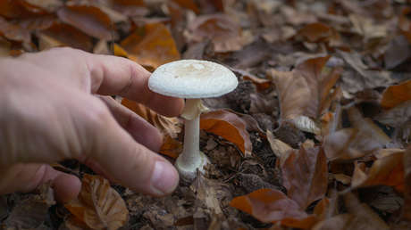 Un solo invitado sobrevivió: declaran culpable a mujer que envenenó a sus familiares con hongos tóxicos