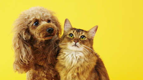 Descubren un nuevo e increíble beneficio de tener gatos y perros