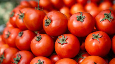 La razón por la que EE.UU. pagará más por los tomates mexicanos