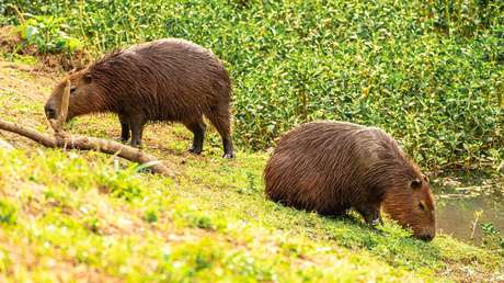 Un país latinoamericano evalúa el traslado de capibaras a una isla: ¿por qué?