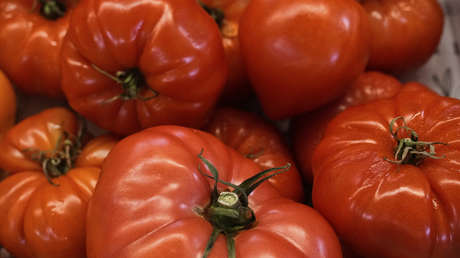 La estrategia de los productores de jitomate de México para 'esquivar' los aranceles de Trump