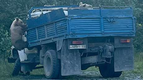 ¿Llamaron al mecánico?: Oseznos 'inspeccionan' un camión en Rusia (VIDEO)