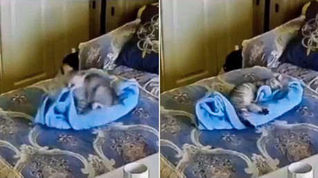 VIDEO: Un hábil gato prepara su cama para dormir y conquista a la Red