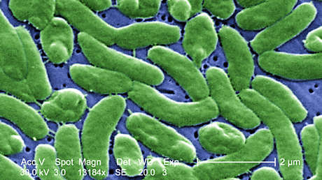 Cuatro muertos por una bacteria 'comecarne' en Florida