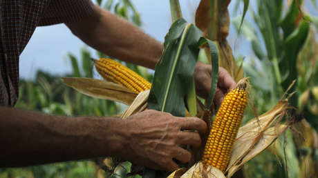 NYT: Los aranceles de EE.UU. contra Rusia podrían perjudicar a sus propios agricultores