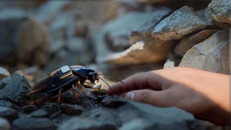 En este país de la OTAN quieren crear cucarachas espía con mochilas y cámaras