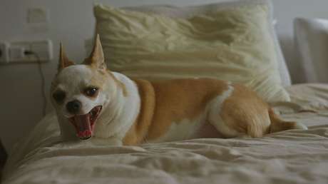 Salvado por un chihuahua: mascota de dos patas anticipa el ataque al corazón de su dueño