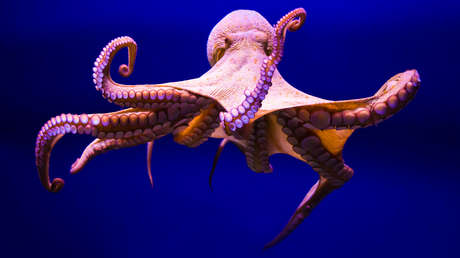 Revelan que los pulpos también caen en esta trampa, al igual que los humanos