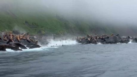 VIDEO: Leones marinos escapan del tsunami en el Lejano Oriente ruso