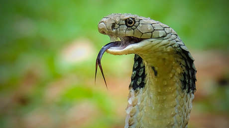 Un niño de 2 años mata a una cobra mordiéndole la cabeza