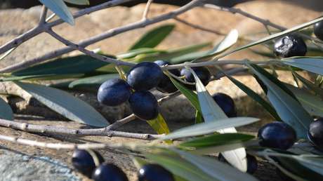 Exportadores españoles de aceitunas negras ven difícil sobrevivir a los nuevos aranceles de EE.UU.