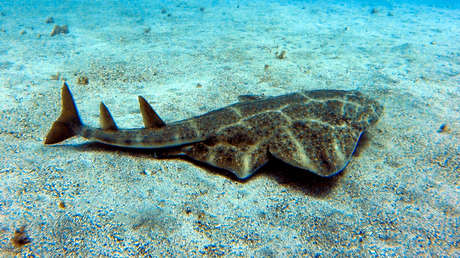 VIDEO: Captan a un tiburón ángel, una rara especie en peligro crítico de extinción